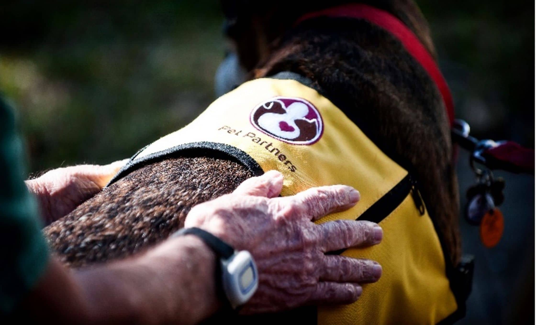 CAPP Members Celebrate National Therapy Animal Day