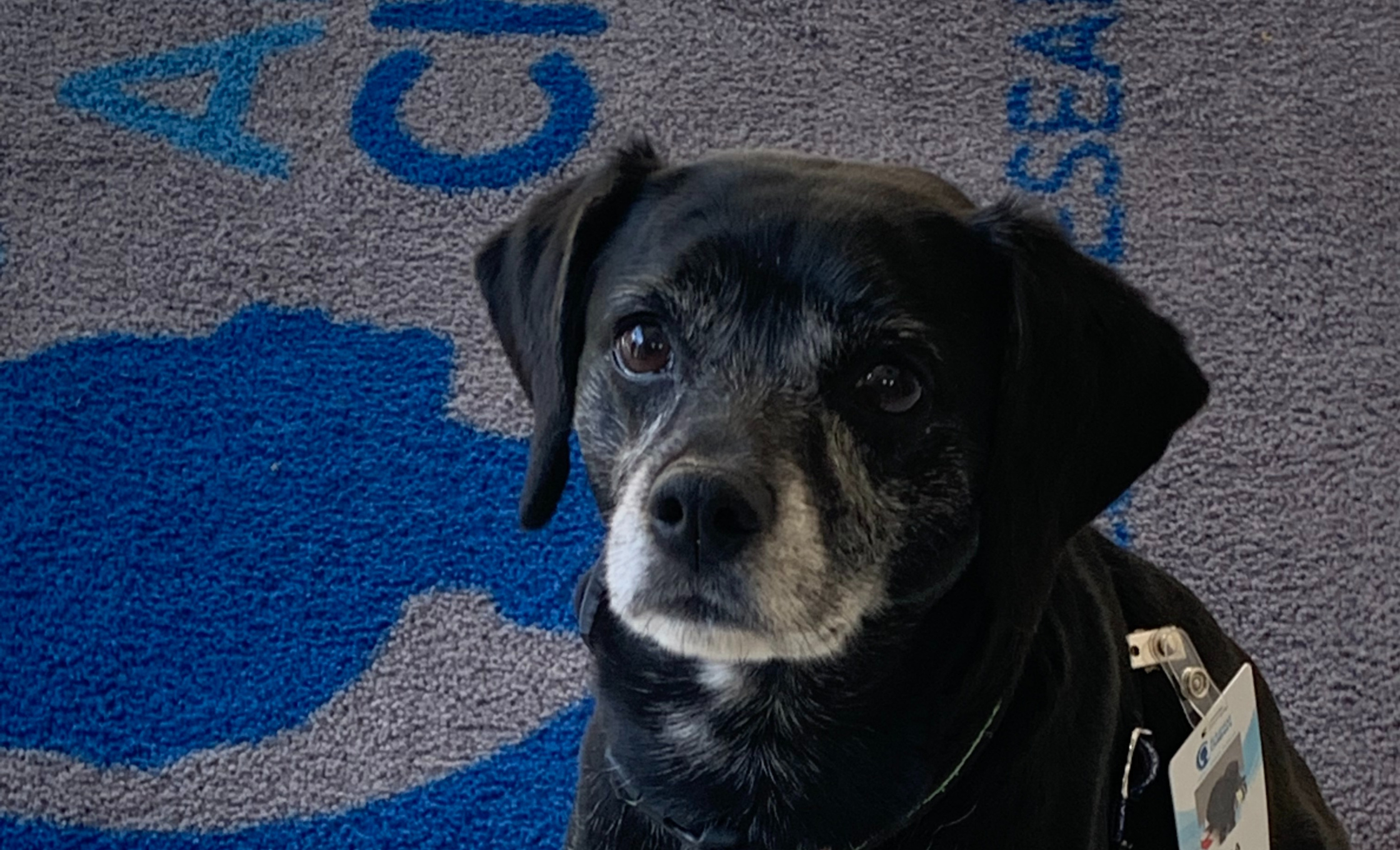 A black dog with a gray muzzle and a badge clipped to its collar sits on a carpet with blue patterns and partial text. The dog looks up with a calm expression.